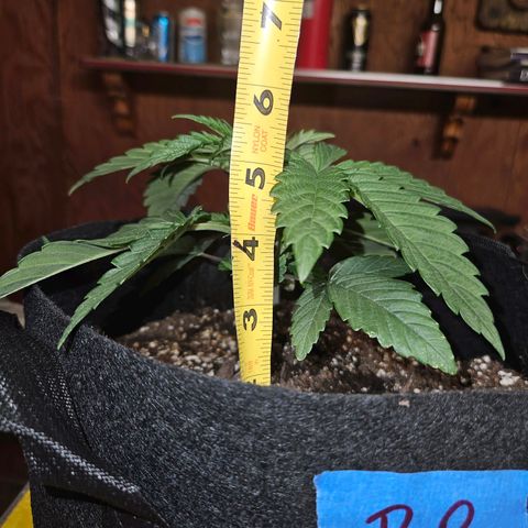 Banana Jealousy  #1 growlog photo: Fimmed today.