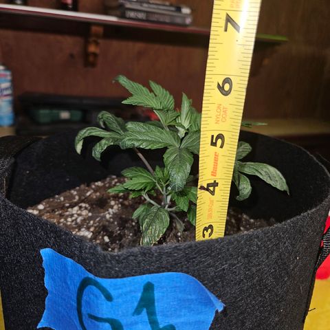 Banana Jealousy  #1 growlog photo: Fimmed today.