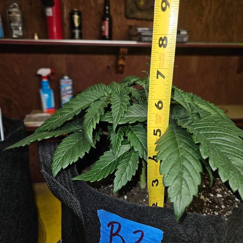 Banana Jealousy  #1 growlog photo: Fimmed today.