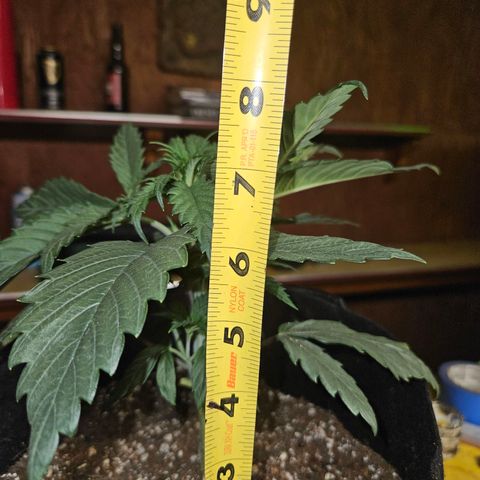 Banana Jealousy  #1 growlog photo: Fimmed today.