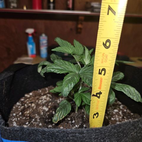 Banana Jealousy  #1 growlog photo: Fimmed today.