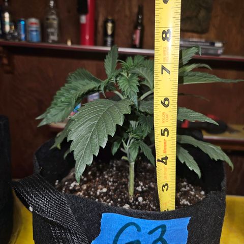 Banana Jealousy  #1 growlog timeline photo