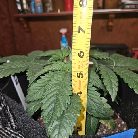 Banana Jealousy  #1 growlog timeline photo