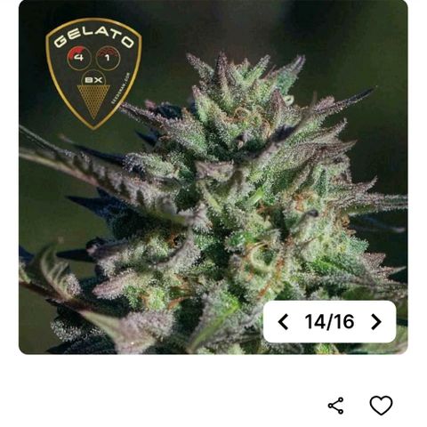 Gelato #41 BX growlog timeline photo