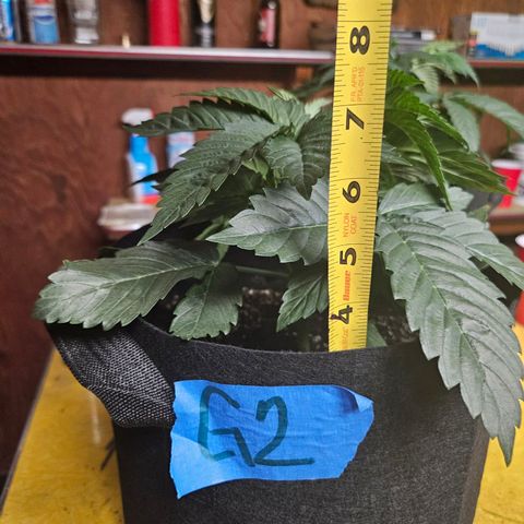 Gelato #41 BX growlog timeline photo