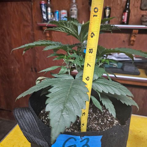 Gelato #41 BX growlog timeline photo