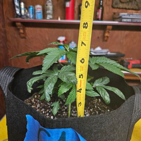 Gelato #41 BX growlog timeline photo