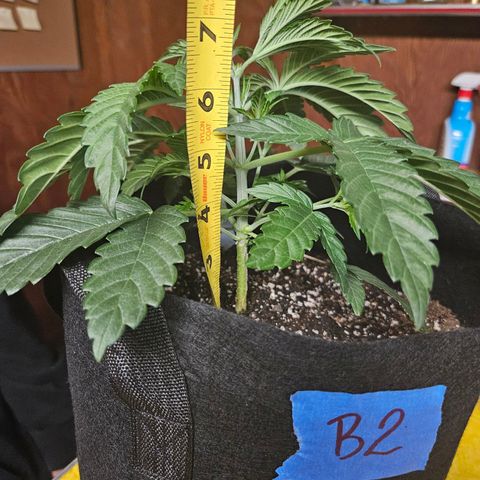 Banana Jealousy  #1 growlog timeline photo