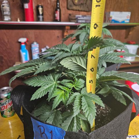 Banana Jealousy  #1 growlog timeline photo