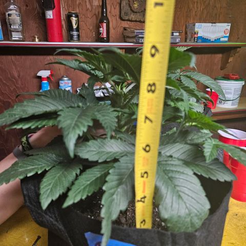 Banana Jealousy  #1 growlog timeline photo