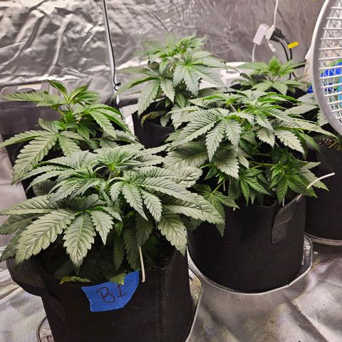 Banana Jealousy  #1 growlog photo: Did a little LST at approximately noon on a couple of the B.J. ladies this morning.   Photos attached taken about 9pm.  