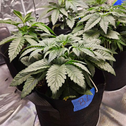 Banana Jealousy  #1 growlog photo: Did a little LST at approximately noon on a couple of the B.J. ladies this morning.   Photos attached taken about 9pm.  