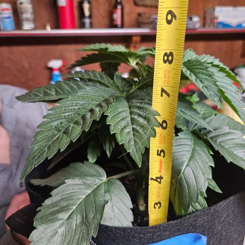 Banana Jealousy  #1 growlog timeline photo