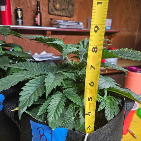 Banana Jealousy  #1 growlog timeline photo