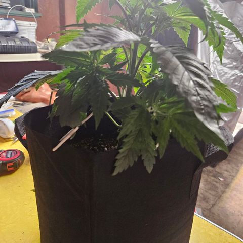 Banana Jealousy  #1 growlog timeline photo