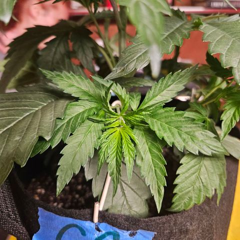 Banana Jealousy  #1 growlog timeline photo