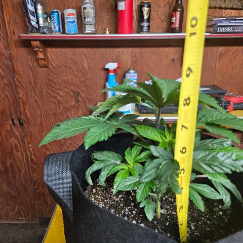 Banana Jealousy  #1 growlog timeline photo