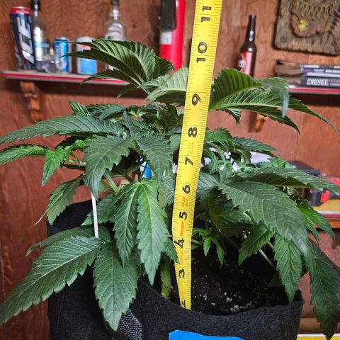 Banana Jealousy  #1 growlog timeline photo
