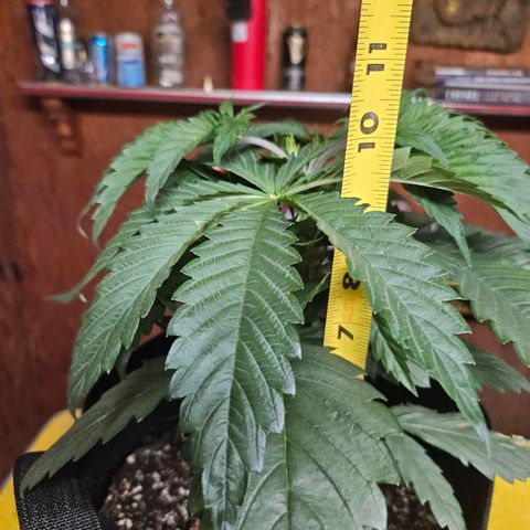 Banana Jealousy  #1 growlog timeline photo
