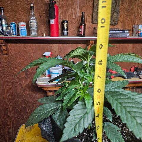 Banana Jealousy  #1 growlog timeline photo