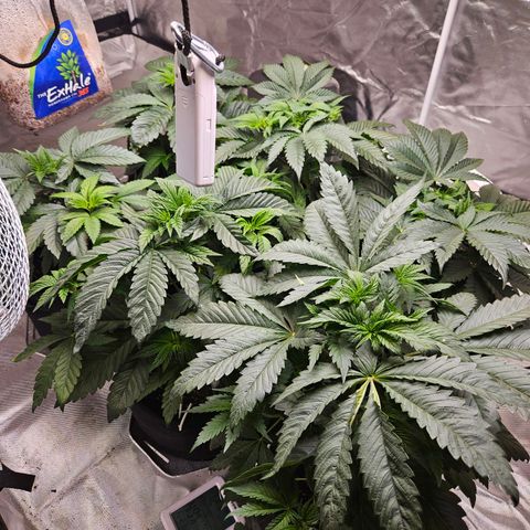Banana Jealousy  #1 growlog photo: 1 day after LST, and you can barely tell anything was done at all.