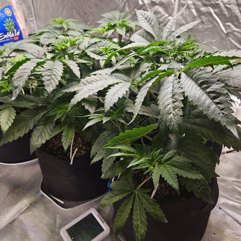 Banana Jealousy  #1 growlog photo: 1 day after LST, and you can barely tell anything was done at all.