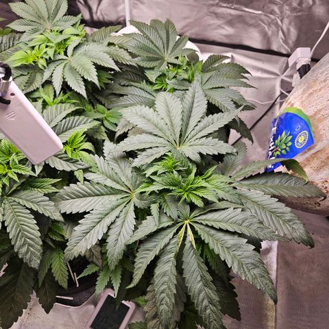 Banana Jealousy  #1 growlog photo: 1 day after LST, and you can barely tell anything was done at all.