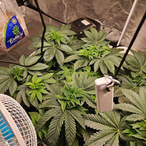 Banana Jealousy  #1 growlog photo: 1 day after LST, and you can barely tell anything was done at all.