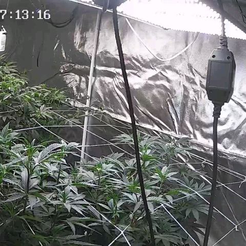 Gelato #41 BX growlog timeline photo