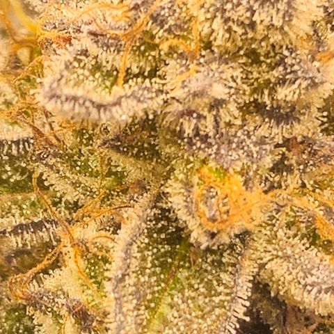 Gelato #41 BX growlog timeline photo