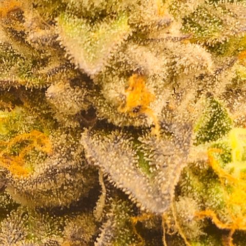 Gelato #41 BX growlog timeline photo