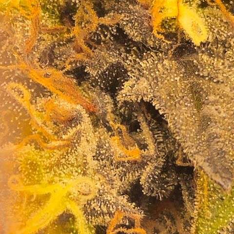 Gelato #41 BX growlog timeline photo