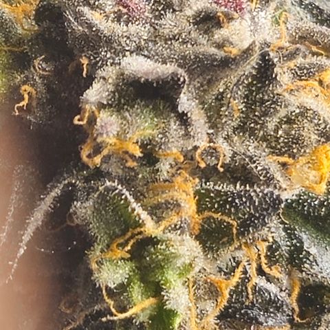 Banana Jealousy  #1 growlog timeline photo