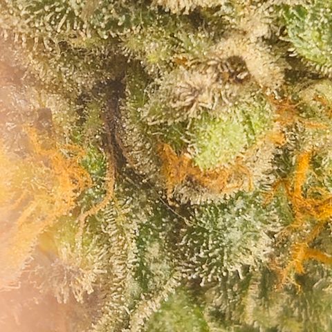 Banana Jealousy  #1 growlog timeline photo