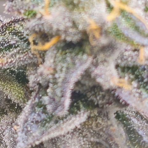 Banana Jealousy  #1 growlog timeline photo