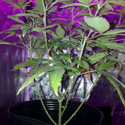 Sami growlog timeline photo