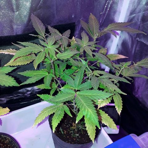 Sami growlog timeline photo