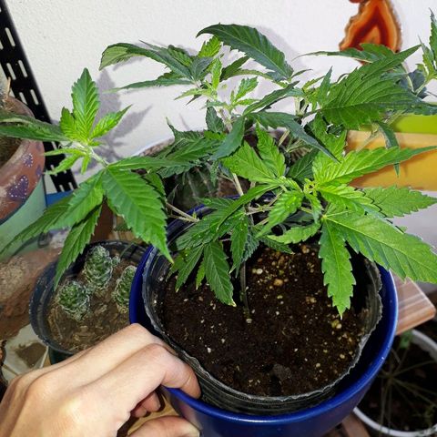 Sami growlog timeline photo