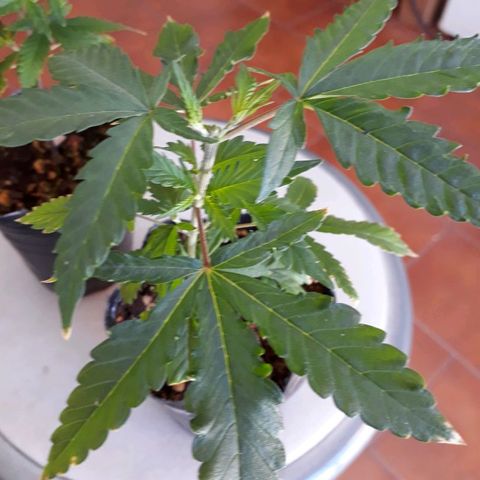 Sami growlog timeline photo