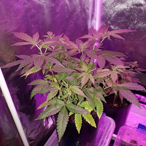 Sami growlog timeline photo
