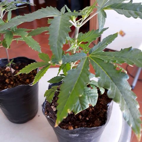 Sami growlog timeline photo