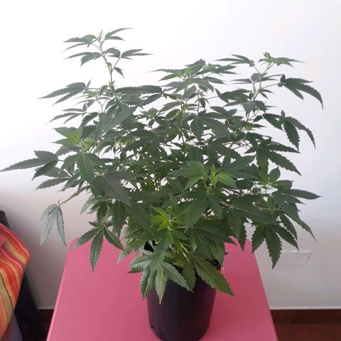 Sami growlog timeline photo