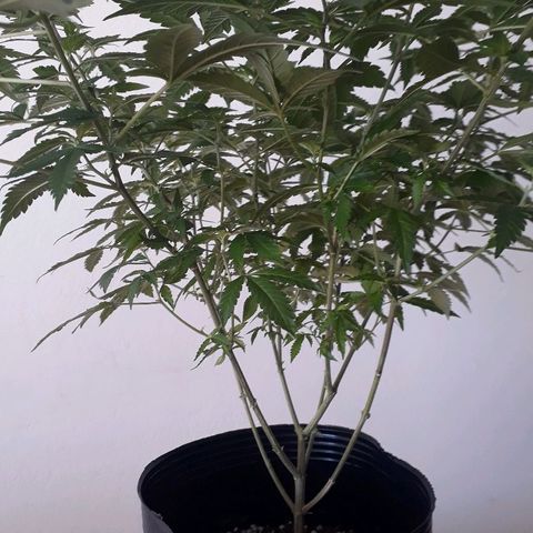 Sami growlog timeline photo