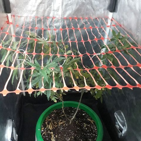 Sami growlog timeline photo