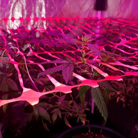 Sami growlog timeline photo