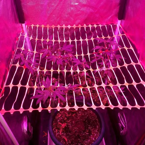 Sami growlog timeline photo