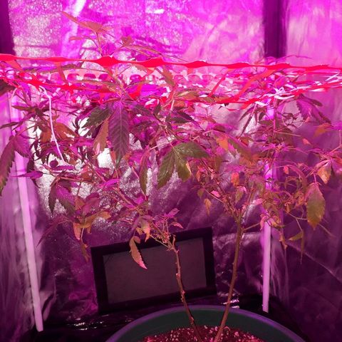 Sami growlog timeline photo