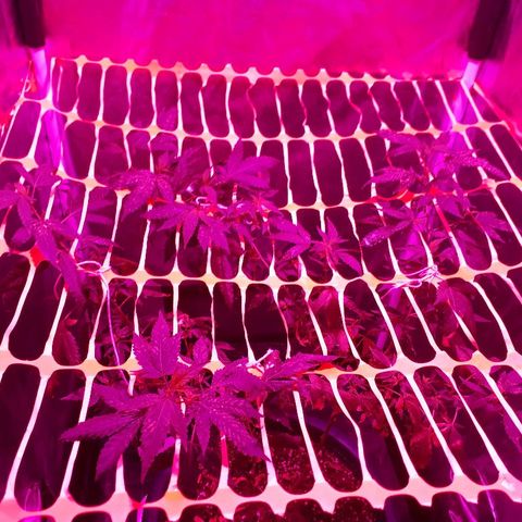 Sami growlog timeline photo