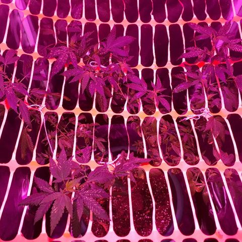 Sami growlog timeline photo