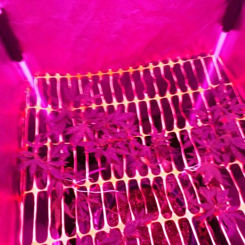 Sami growlog timeline photo
